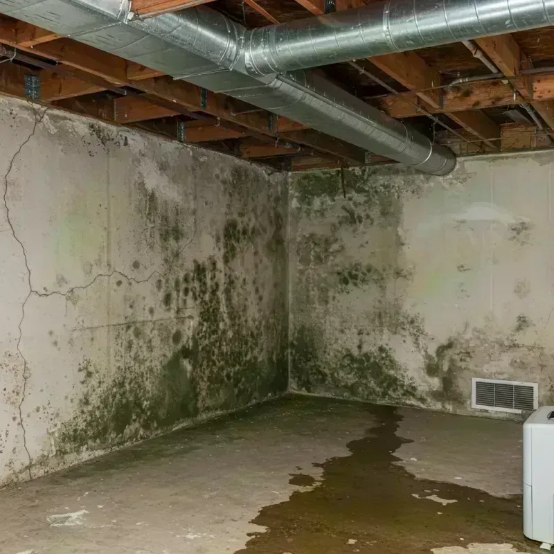 Professional Mold Removal in Walton County, GA